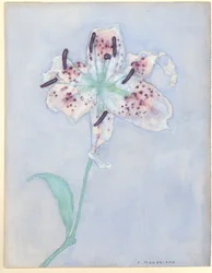 Lily, after 1921